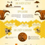 Ze života hmyzu: včely a čmeláci – Infografika